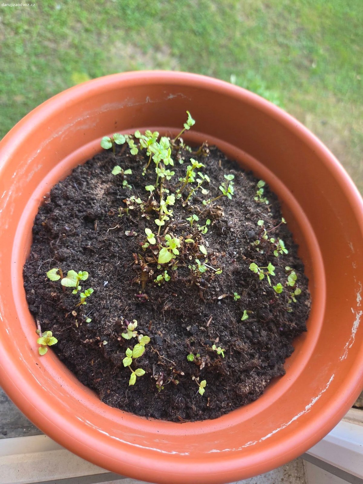 3 BIO máty hledají svou zahrádku. Foto 1, 2, 3 je aktuální stav Máty. Foto 4 je 1 a 2 před ostříháním.

1 a 2 je Máta peprná, 3 je Máta mentolová. 

Potřebují přesadit na zahrádku, v květináči se jim nedaří. A já nemám zahradu. Pěstované jen BIO, s láskou piplané. "Narozené" jaro 2025. 
Swap pouze rostlinek bez květináčů, klidně jen po 1ks nebo všechny. 

KDE? Praha 10, Skalka, na adrese. Kdekoli jinde jen po domluvě, nejsem teď fyzicky schopná je někam nosit, takže s tím budu muset otravovat partnera.

ZA CO? Nabídněte přebytky. Potěší např. domácí marmelády ?
