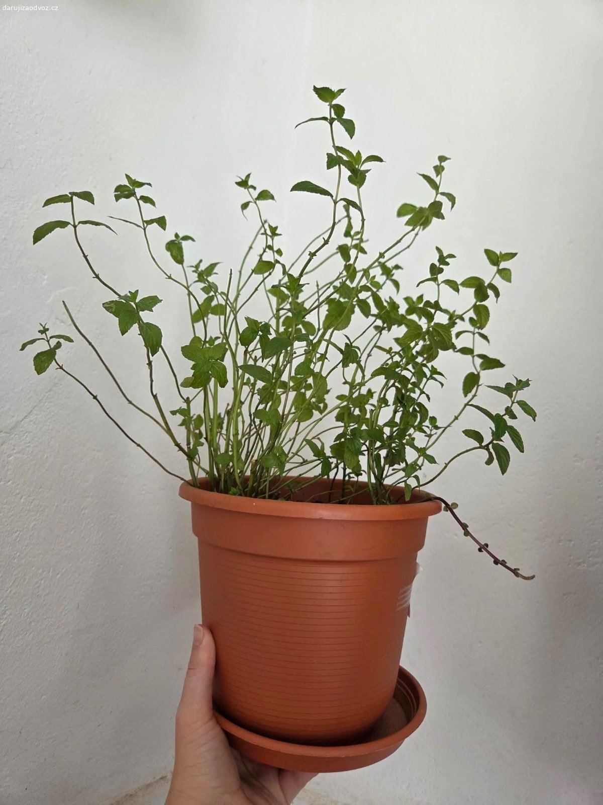 3 BIO máty hledají svou zahrádku. Foto 1, 2, 3 je aktuální stav Máty. Foto 4 je 1 a 2 před ostříháním.

1 a 2 je Máta peprná, 3 je Máta mentolová. 

Potřebují přesadit na zahrádku, v květináči se jim nedaří. A já nemám zahradu. Pěstované jen BIO, s láskou piplané. "Narozené" jaro 2025. 
Swap pouze rostlinek bez květináčů, klidně jen po 1ks nebo všechny. 

KDE? Praha 10, Skalka, na adrese. Kdekoli jinde jen po domluvě, nejsem teď fyzicky schopná je někam nosit, takže s tím budu muset otravovat partnera.

ZA CO? Nabídněte přebytky. Potěší např. domácí marmelády ?