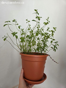 3 BIO máty hledají svou zahrádku