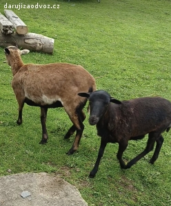 3 kamerunské ovce