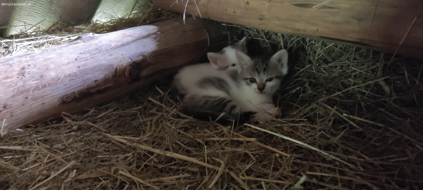 3 květnová koťata. Darujeme 3 koťata narozená na začátku května