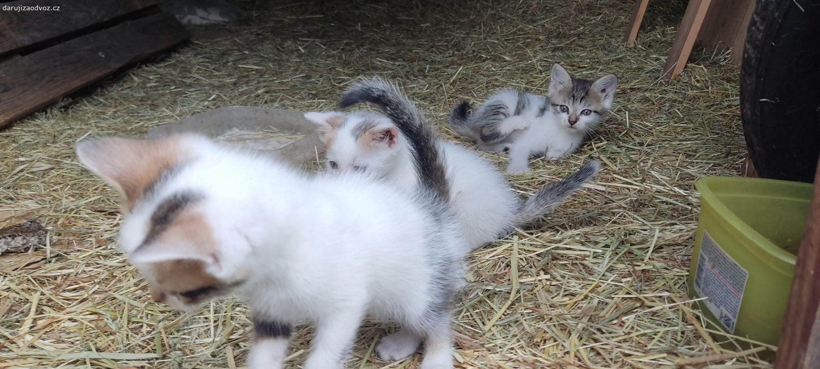 3 květnová koťata. Darujeme 3 koťata narozená na začátku května