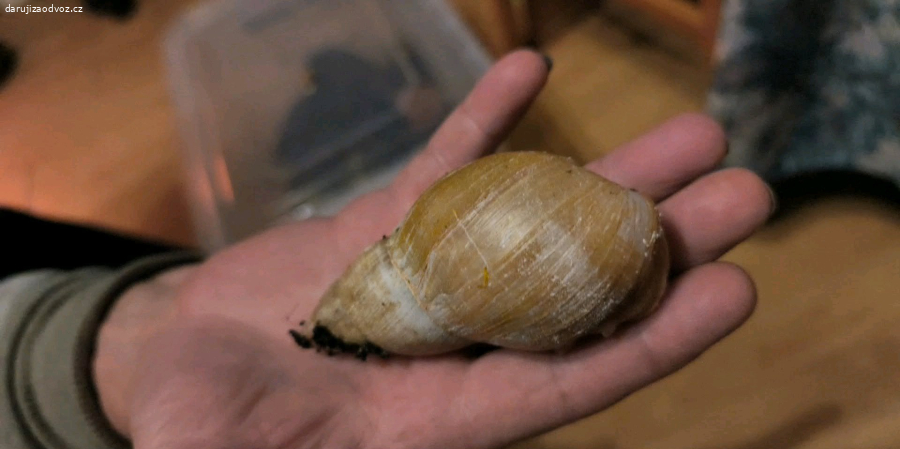 africký šneci
