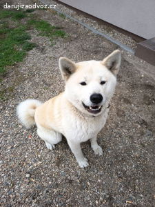 Akita inu
