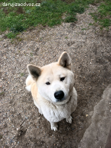 Akita inu