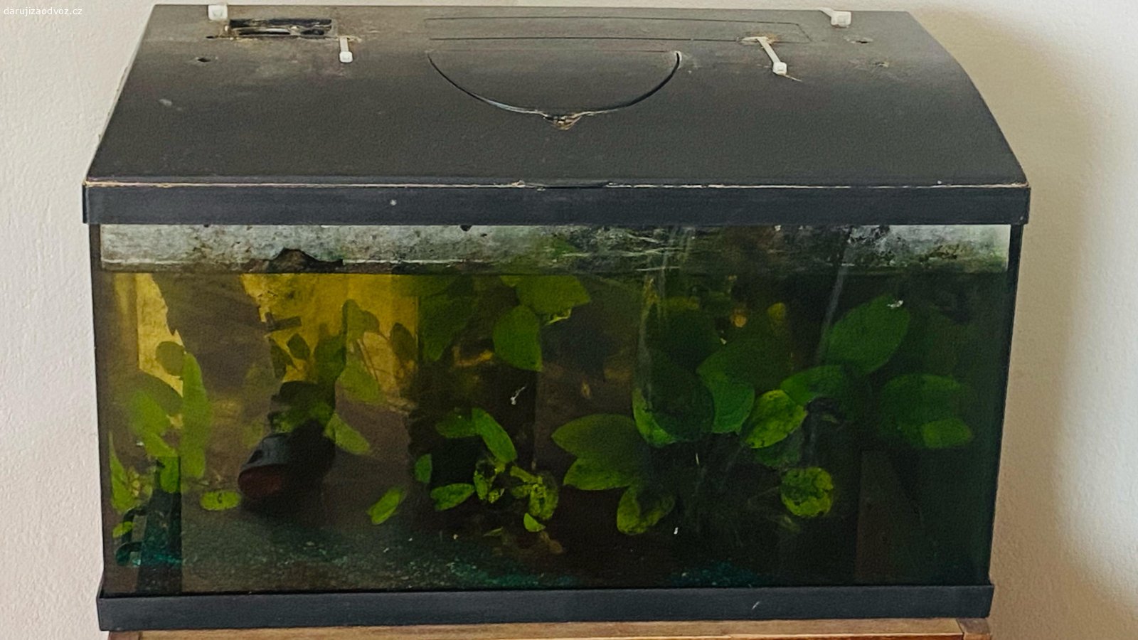Akvárium. Daruji 60l akvárium