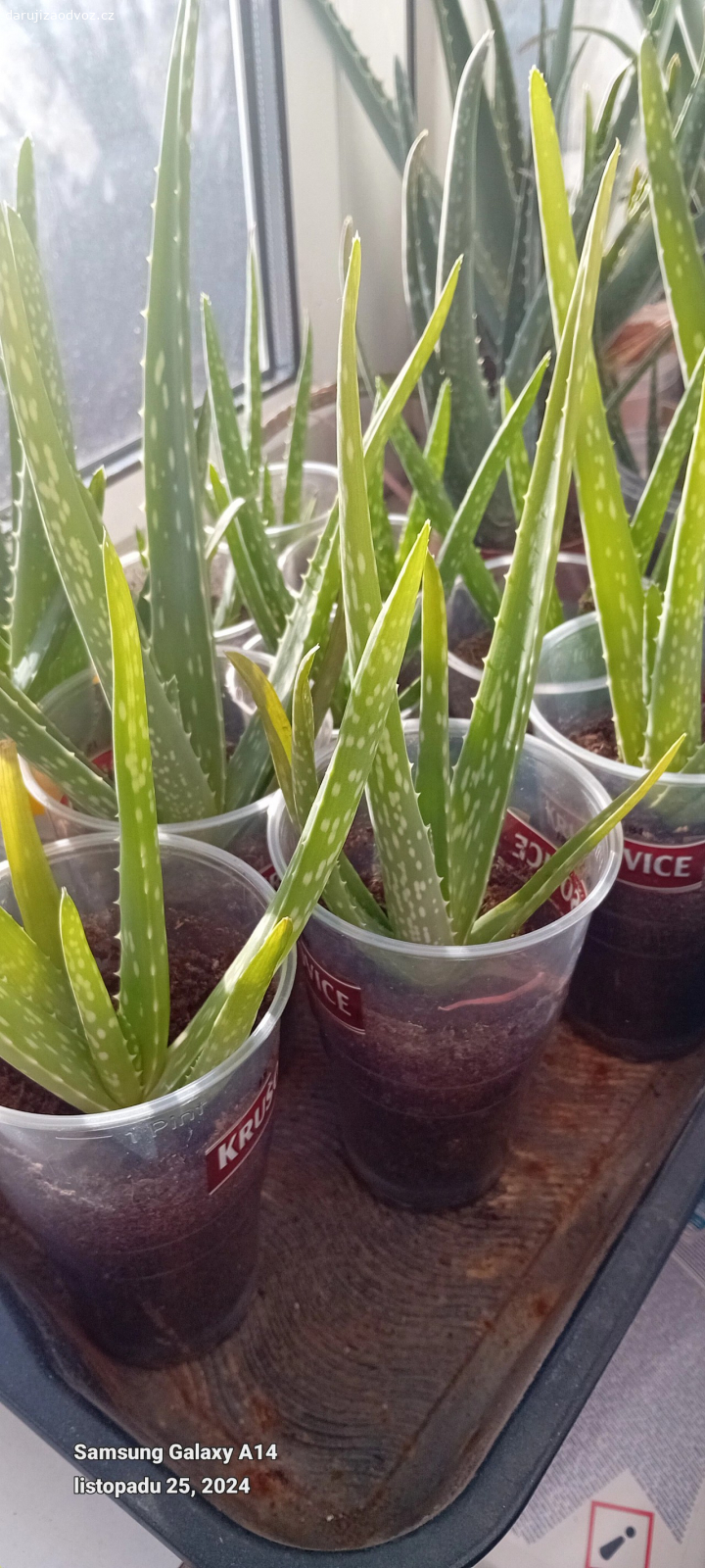 aloe Vera. Daruji za odvoz aloe Vera mám jí hodně nějaká sladkost nebo něco dovybavicky pro miminko se hodí ale není podmínkou