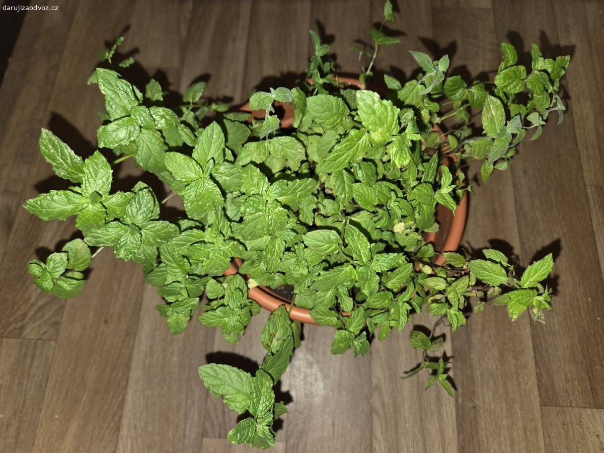 BIO Máta Peprná č.1. Foto 1 je aktuální stav Máty. Foto 2 je před ostříháním.

Potřebuje přesadit na zahrádku, v květináči se jí nedaří. A já nemám zahradu. Pěstovaná jen s BIO přípravky, s láskou piplaná. "Narozená" jaro 2025. Redukuji svojí bylinkovou parapetovo balkonovou zahrádku.

Předám pouze rostlinku bez květináče - pouze někomu se zahrádkou a kdo to s mátou nebo rostlinkami umí. Ne každému, kdo napíše "Mám zájem". Mám své rostlinky ráda a chci vědět, že se jim bude dařit dobře.

Praha 10, Skalka, Uhříněveská
