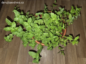 BIO Máta Peprná č.1