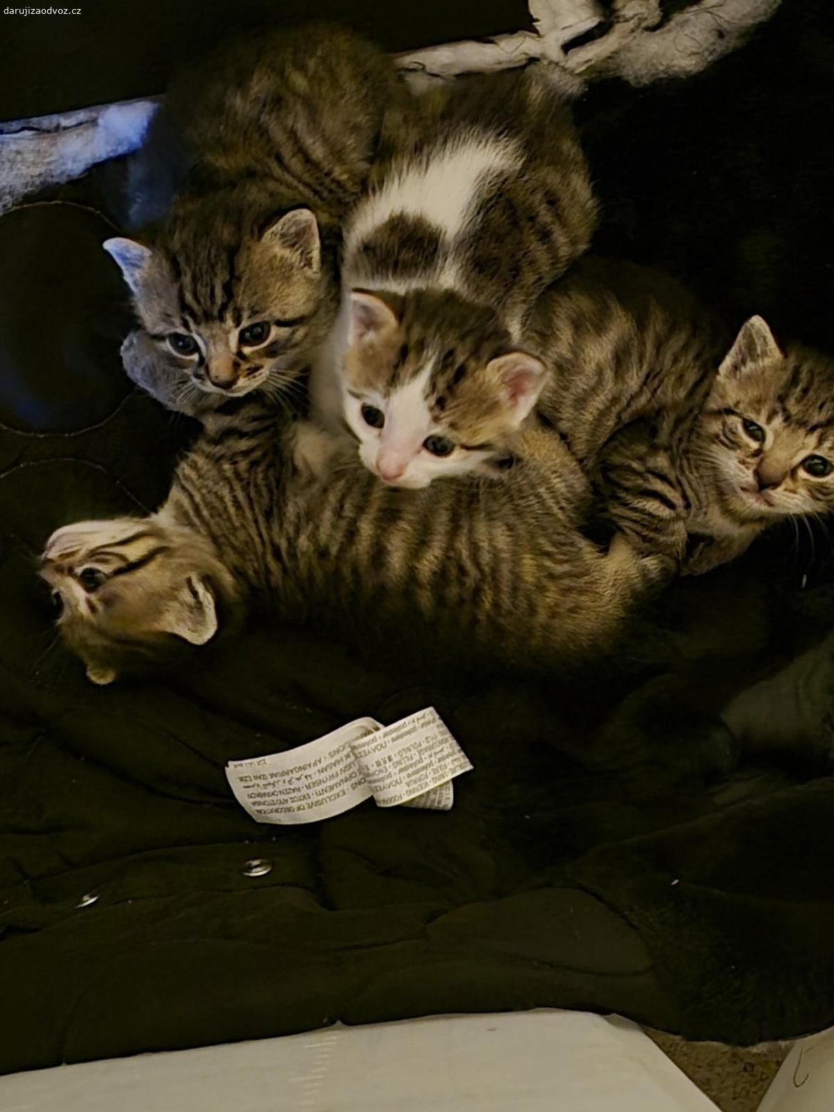 Darujeme koťata do dobrých rukou. Darujeme koťata do dobrých rukou! Nabízíme k adopci tato krásná, osmitýdenní koťátka (viz foto). Jsou zdravá, hravá a připravená k odběru ihned. Hledáme milující domovy, kde se o ně dobře postarají.

Koťata jsou k dispozici v Slaný. Pokud máte zájem, neváhejte se ozvat.