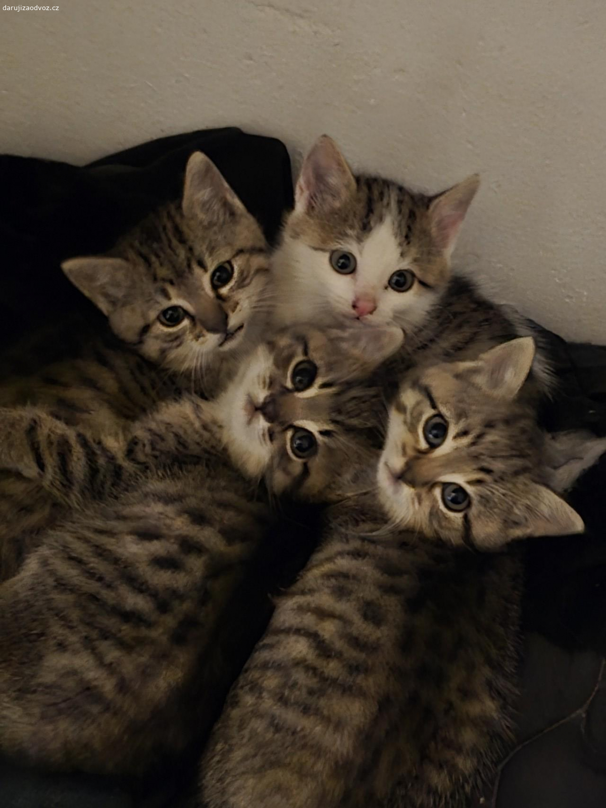 Darujeme koťata. Darujeme koťata do dobrých rukou! Nabízíme k adopci tato krásná, osmitýdenní koťátka (viz foto). Jsou zdravá, hravá a připravená k odběru ihned. Hledáme milující domovy, kde se o ně dobře postarají.

Koťata jsou k dispozici v Slaný. Pokud máte zájem, neváhejte se ozvat