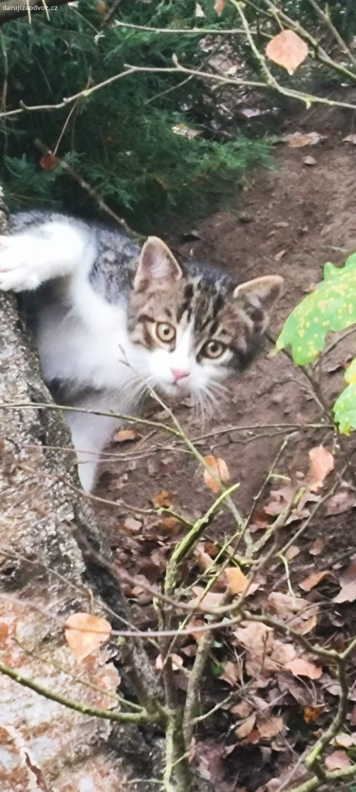 Darujeme koťátka. Darujeme bílo- mourovatá koťatka. S tmavým čumáčkem je kočička, se světlým kocourek. Jsou jim 3 měsíce.Jsou zvyklá venku i vevnitř, chodí na kočičí záchod. Jsou odčervená, další odčervení dostanou před předáním. Máme možnost koťátka dovézt do Rakovníka, Kralovic, Horoměřic, na Bořislavku, do Plzně, Karlových Varů, Domažlic, Klatov a okolí těchto míst. Volejte nebo pište sms.