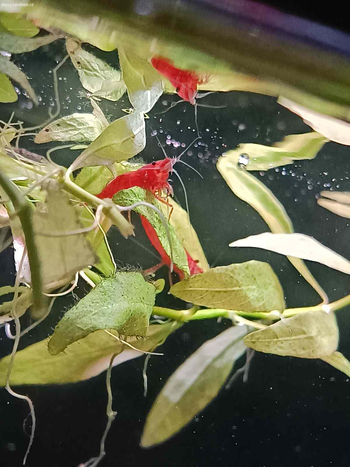 Darujeme krevetky. Máme k dispozici spoustu krevetek převážně červeného zbarvení, dále také zbarvení 