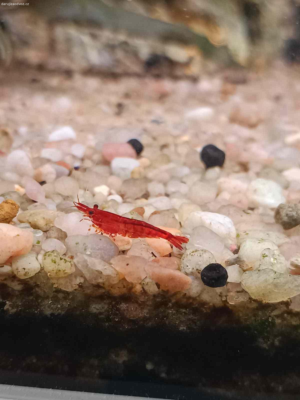 Darujeme krevetky. Máme k dispozici spoustu krevetek převážně červeného zbarvení, dále také zbarvení 