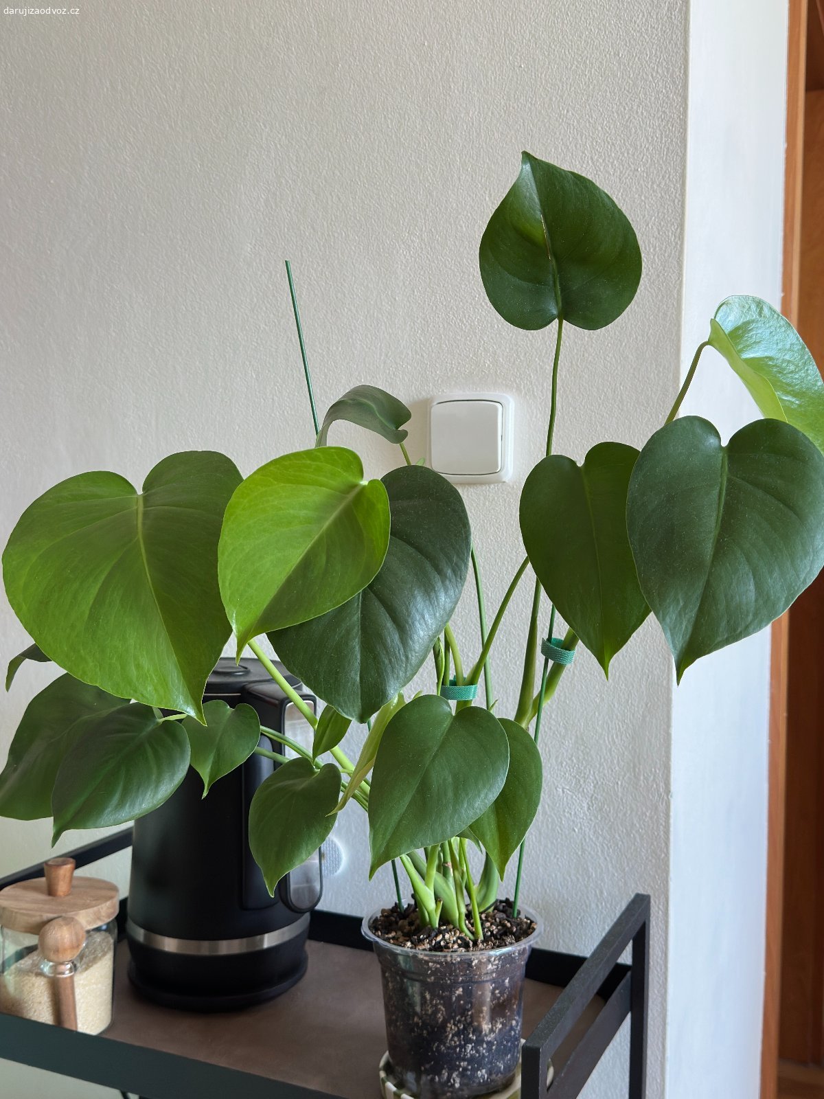 Daruji 2 monstery. Daruji dvě zdravé monstery, klidně i jednotlivě. Jedna z nich roste v Lechuza-PONu a její výška je 83 cm. Obě rostliny dostaly před 4 měsíci nový, čerstvý substrát, takže jsou v super kondici.