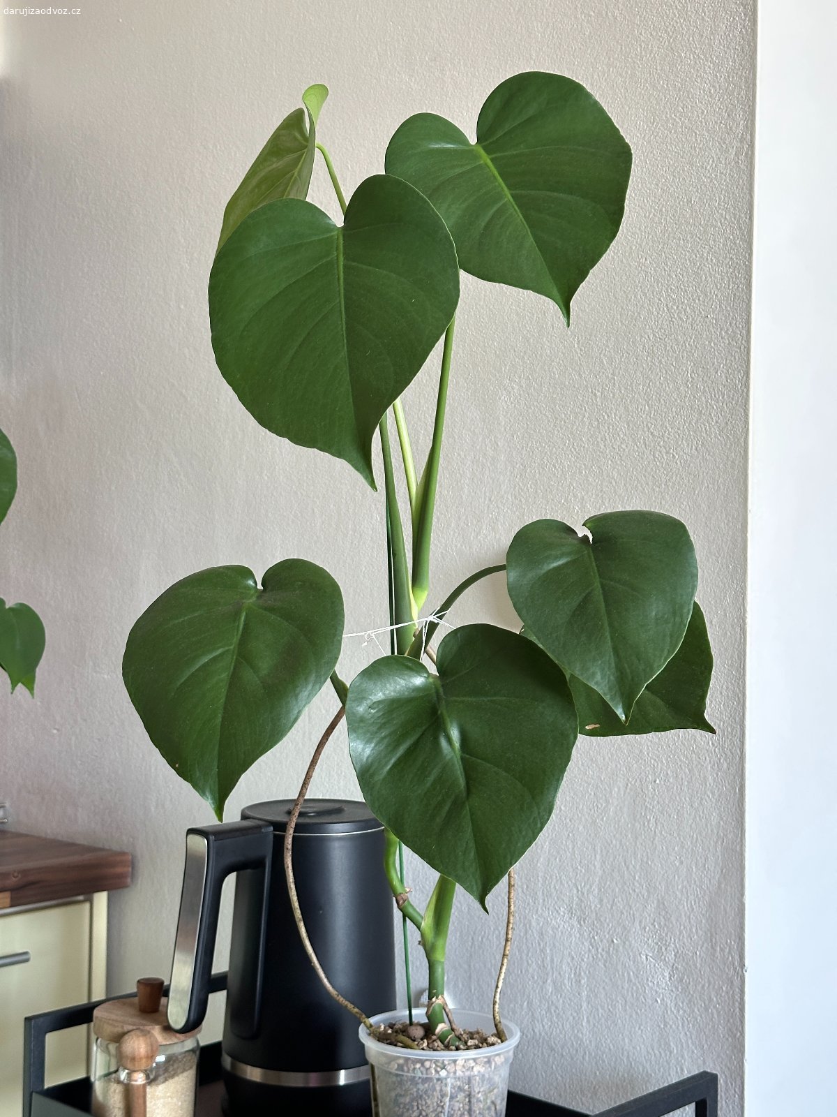 Daruji 2 monstery. Daruji dvě zdravé monstery, klidně i jednotlivě. Jedna z nich roste v Lechuza-PONu a její výška je 83 cm. Obě rostliny dostaly před 4 měsíci nový, čerstvý substrát, takže jsou v super kondici.