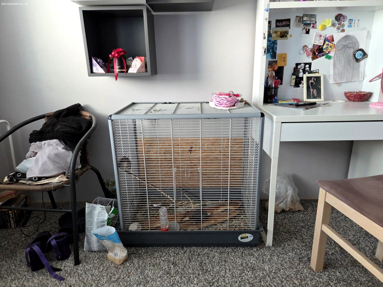 Daruji 2 Osmaky degu s kleci. Daruji dva osmaky degu s kleci