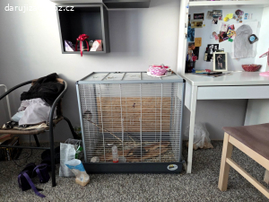 Daruji 2 Osmaky degu s kleci
