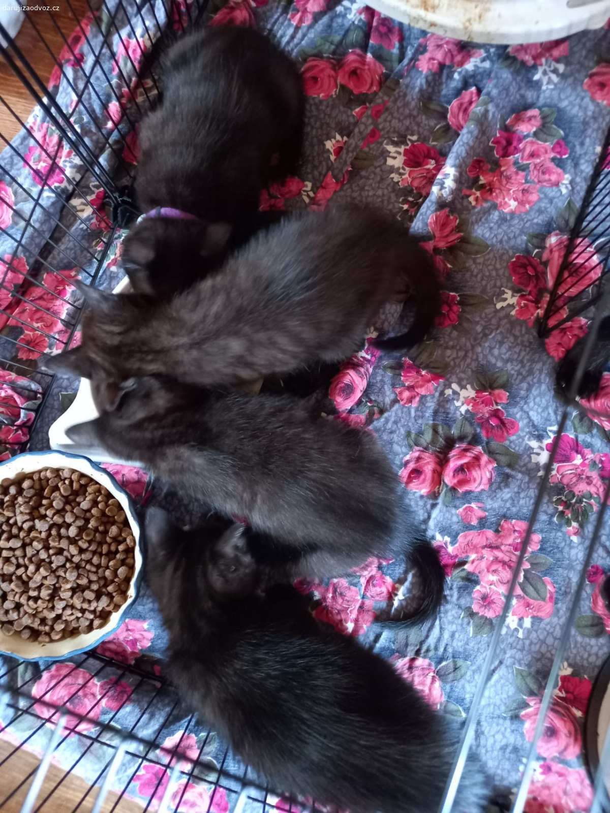 Daruji 3 černé kocourky. Daruji 3 černé kocourky. Jsou odchovani v bytě společně se psy a štěnětem. Kočka štěně odkojila spolu s fenou. Jsou řádně vymazlení, zvyklí na psy a malé děti a ruch domácnosti.
