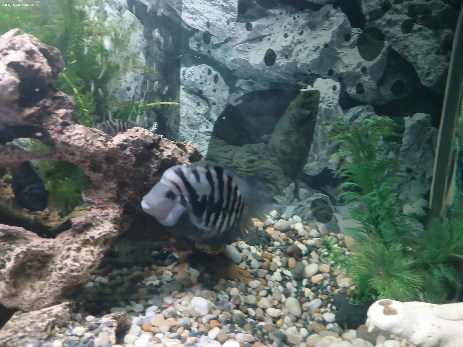 Daruji 3 Kančíky. Daruji 3 Kančíky 1x rok starý 2x 4 měsice