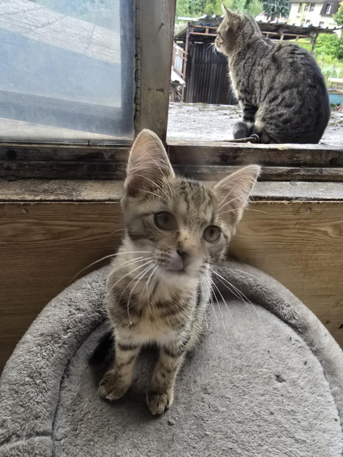 Daruji 3 koťátka. Daruji 2 kocourky a 1 kočičku. 
1 kocourek je mourovatý,1 je černý a kočička je zrzavá. Narozeny jsou 6.5 2025.Jsou naučené na kočkolit.