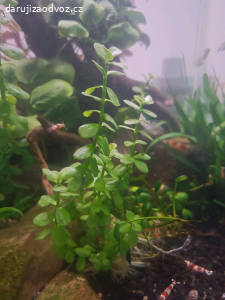 Daruji akvarijní rostliny