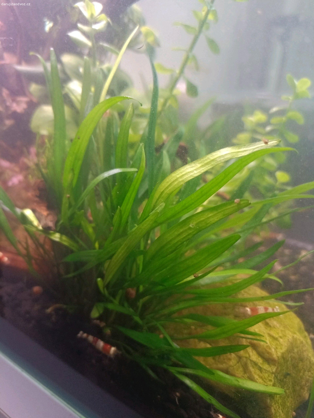 Daruji akvarijní rostliny. Daruji akvarijní rostliny na fotce. Bydlím u metra B Lužiny. Při tom možný v případě zájmu prodej krevetek Red Crystal a Blue Diamond za nízké ceny.