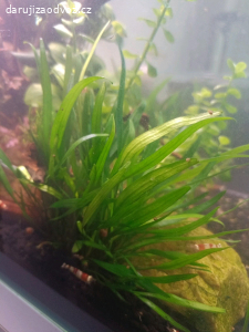 Daruji akvarijní rostliny