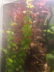 Daruji akvarijní rostliny