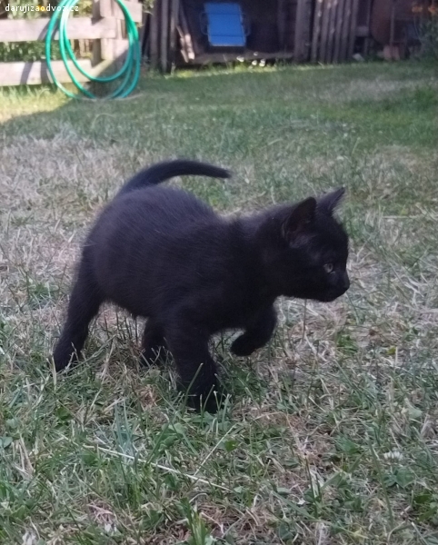 daruji černého kocourka. Daruji kocourka, odběr Praha koťátka jsou venkovní, nyní staré skoro 3 měsíce.