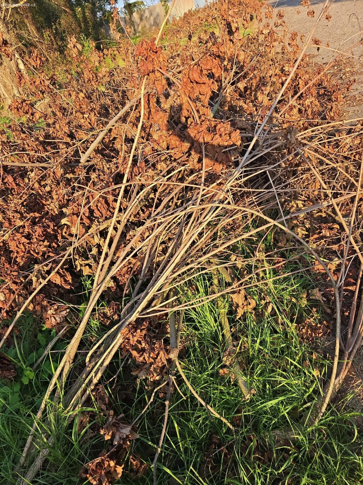 Daruji Dřevo na topení. Dřevo z letitych náletu.
je toho opravdu hodně, více než na fotkách