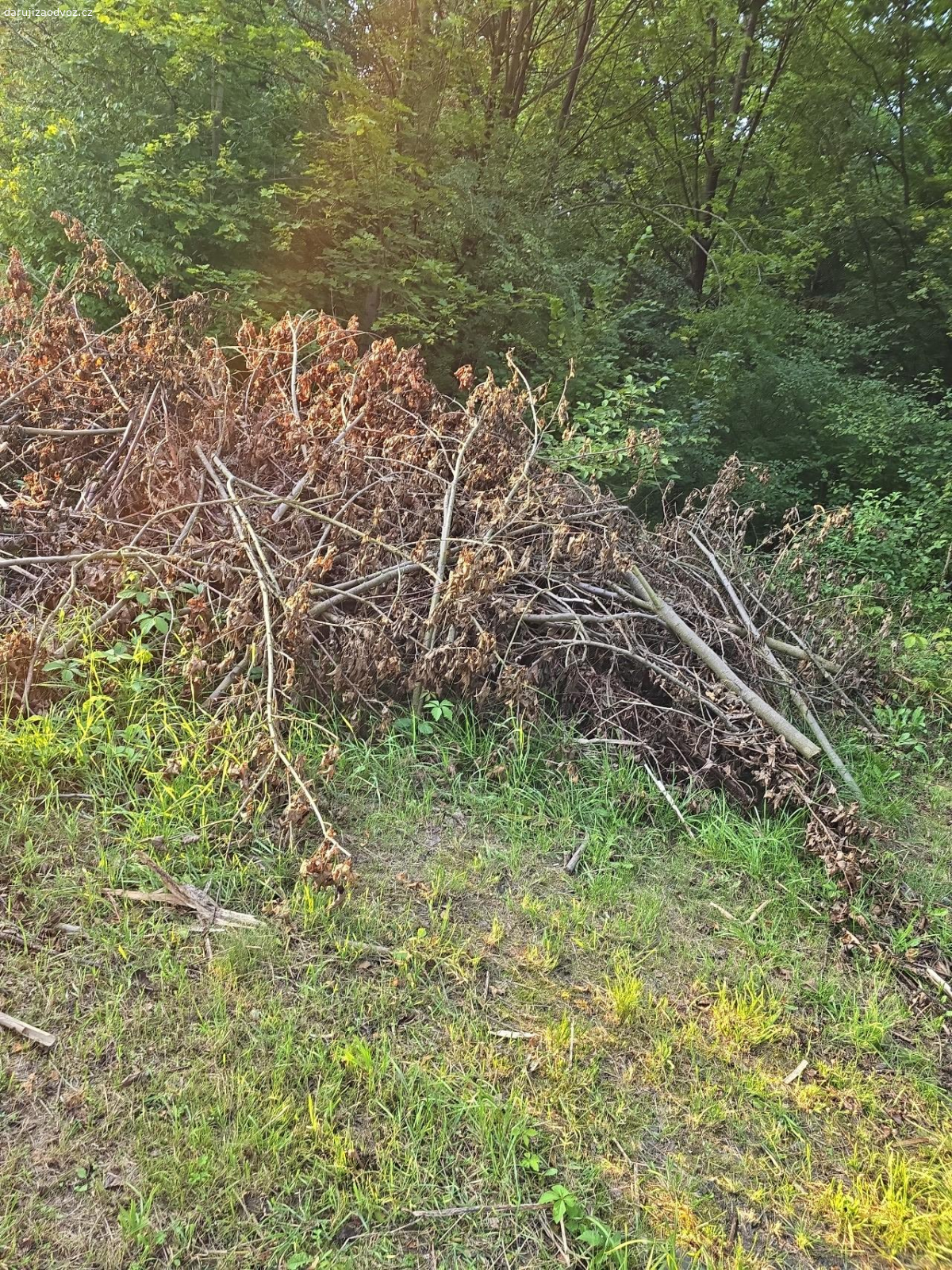 Daruji Dřevo na topení. Dřevo z letitych náletu.
je toho opravdu hodně, více než na fotkách