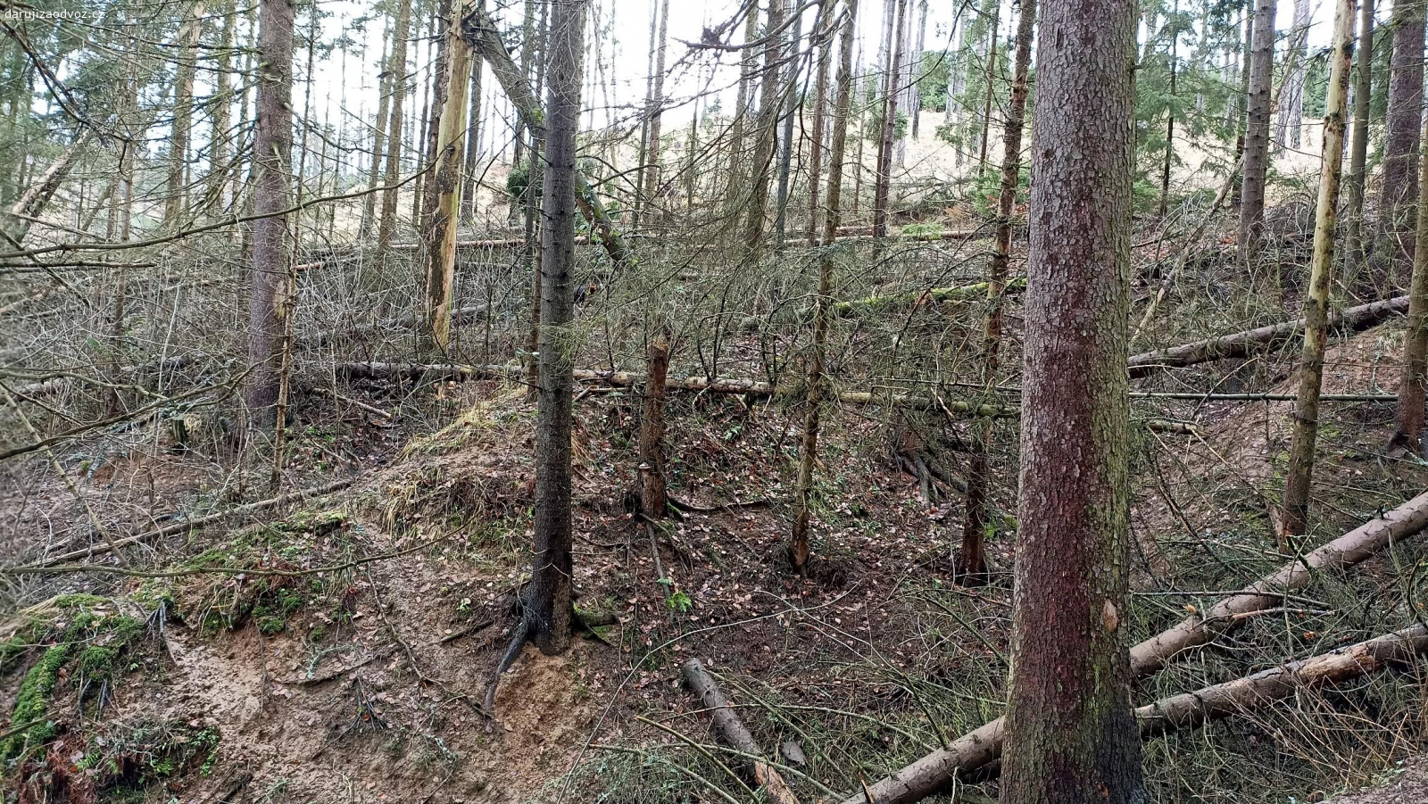 Daruji dřevo na topení. Daruji dřevo na topení za odvoz. Je toho 100 kubíků a více  Vyvrátě, polomy, to co leží, viz foto. 
Lokalita mezi Spešovem a Dolní Lhotou. K místu se dá dojet i osobním autem.
Nejlépe pište na email v inzerátu, pokud chcete volat, tak denně jen večer od 20 do 22h.
Uveďte: 
1) Jméno příjmení, odkud jste.
2)Jakou máte na to techniku.
3) Pro jaké účely dřevo potřebujete.