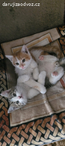 Daruji dva skvělé kocourky