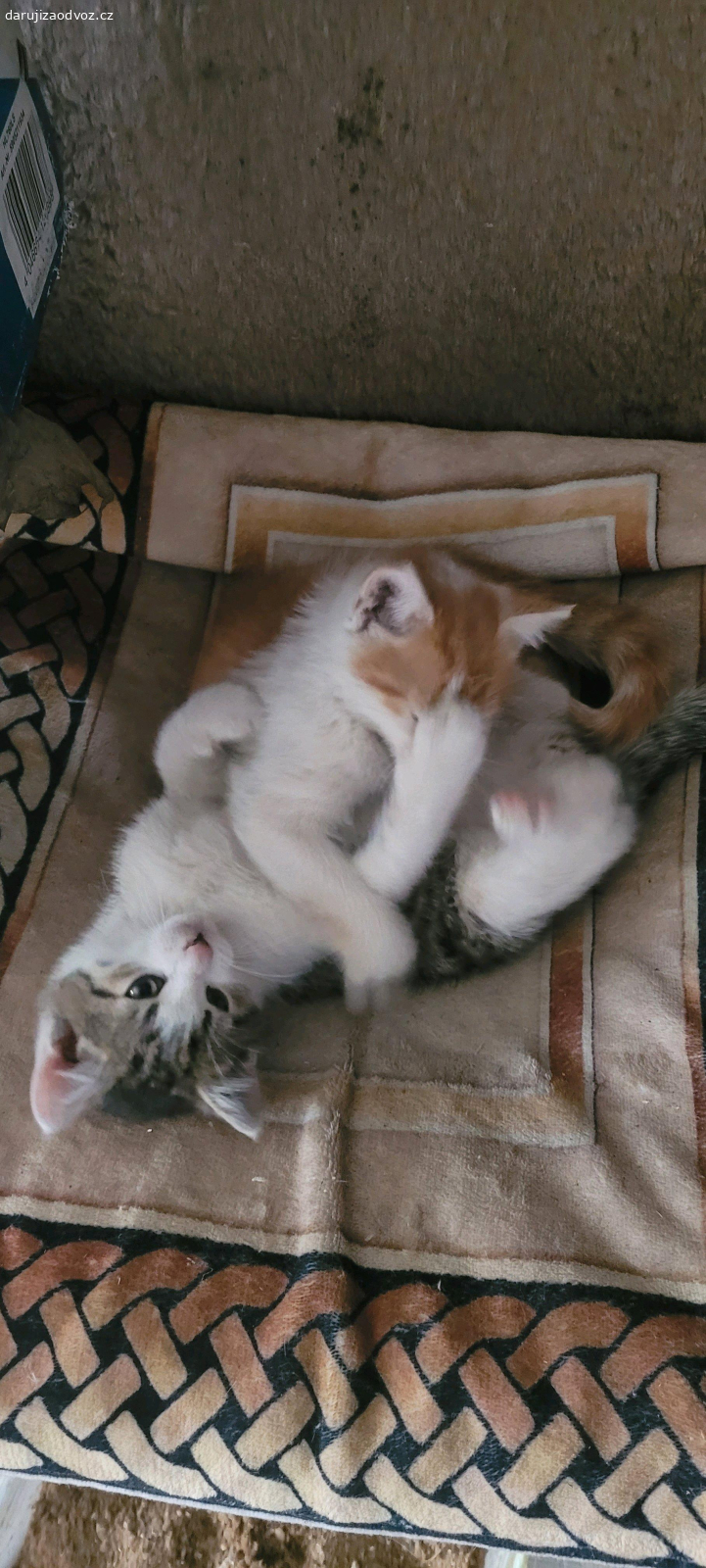 Daruji dva skvělé kocourky. Daruji dva hodné kocourky, kteří si spolu hodně vyhrají. Jsou na sebe zvyklí, ale není podmínkou si vzít oba dva samozřejmě by to bylo super. Prosím volejte nebo napište SMS na čílo které je zde uvedeno. Přiblížíme Praha-Tábor.