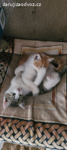 Daruji dva skvělé kocourky