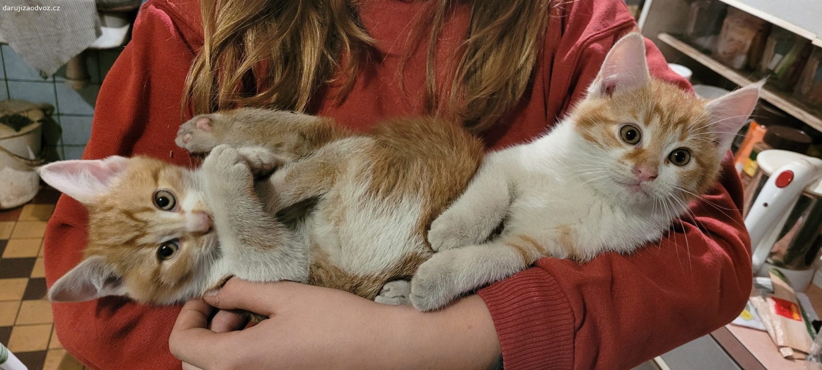 Daruji dva zrzavo-bílé kocourky. Daruji dva zrzavo-bílé kocourky. Jsou hraví a kamarádští. Ve dvou se jim to lépe táhne. Můžeme dodat i videa jak si hrají. Přiblížíme kamkoliv: Praha, Olbramovice, Benešov, Tábor...