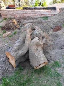 Daruji kmen třešně