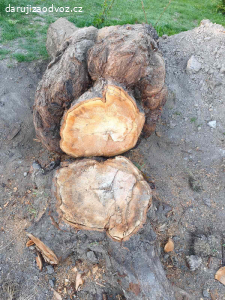 Daruji kmen třešně