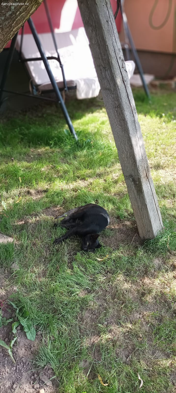 Daruji kocourka. Darujeme kocourka co k nám přišel a už se mu pryč nechce. Je strašně hodný a přítulný. Za pohlazení by byl strašně rád. Byly jsme s ním u veterináře a je naprosto zdravý. Starý je cca 6 měsíců