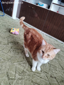 Daruji kocourka