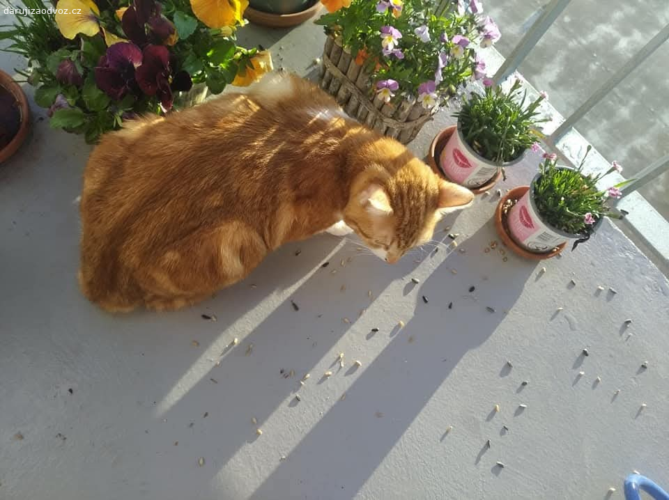 Daruji kocourka. Daruji kastrovaneho kocourka do dobrých rukou je mu 5 let. Jsme z Prahy 15