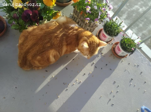 Daruji kocourka