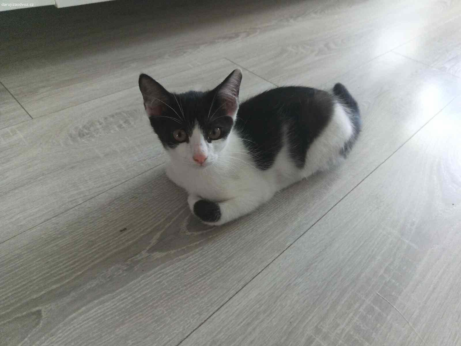 Daruji kocourka. Do dobrých rukou daruji kocourka, odchovaného od narození v bytě. Je tak plně navyklý na lidskou společnost a je velmi přítulný, věrný svému majiteli. Kocourek se běžně pohybuje i ve venkovním prostředí a je tedy vhodný i na zahrádku.
Kocourek má věk 3 měsíce a je připraven vyrazit do nového domova. Je rovněž spolehlivě naučený na kočkolit.
V rámci Ostravy a blízkého okolí možno domluvit i odvoz.