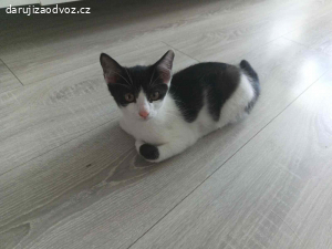 Daruji kocourka