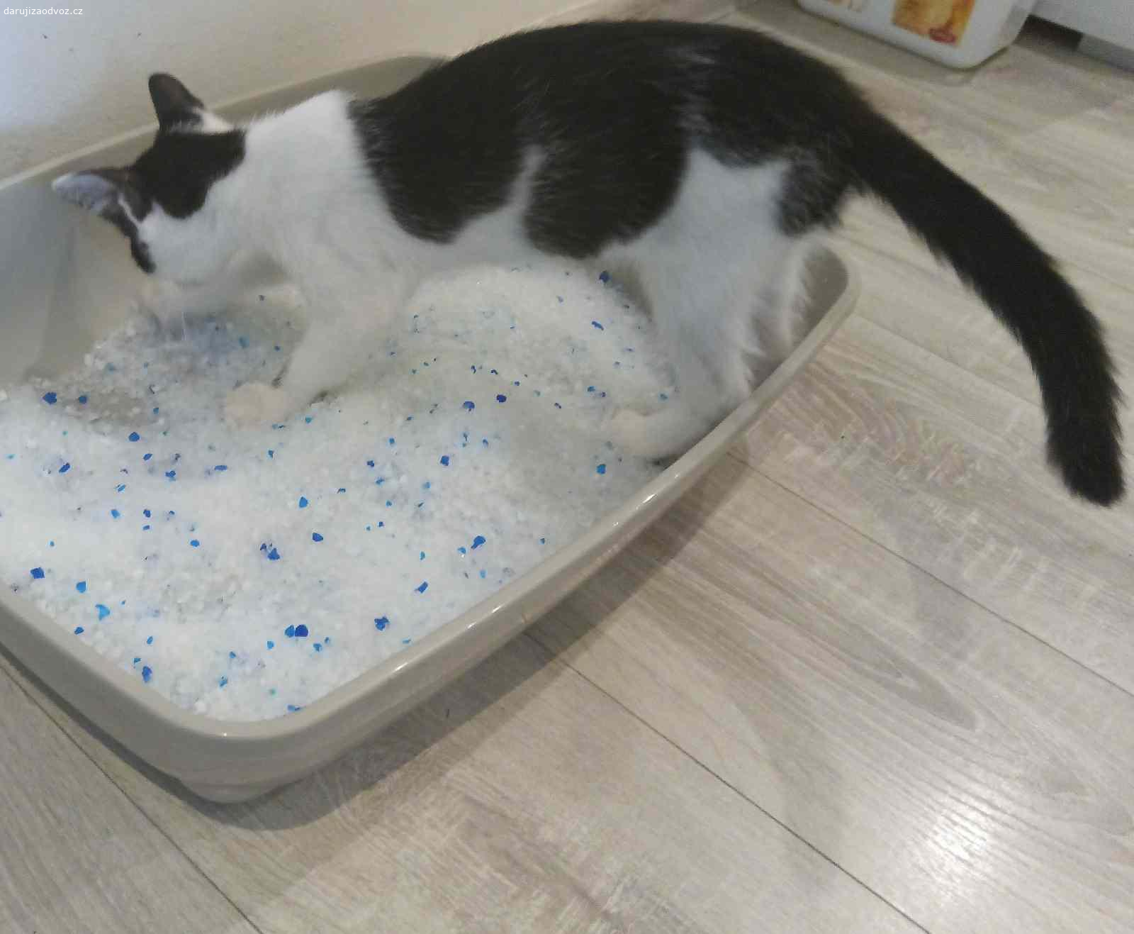 Daruji kocourka. Do dobrých rukou daruji kocourka, odchovaného od narození v bytě. Je tak plně navyklý na lidskou společnost a je velmi přítulný, věrný svému majiteli. Kocourek se běžně pohybuje i ve venkovním prostředí a je tedy vhodný i na zahrádku.
Kocourek má věk 3 měsíce a je připraven vyrazit do nového domova. Je rovněž spolehlivě naučený na kočkolit.
V rámci Ostravy a blízkého okolí možno domluvit i odvoz.