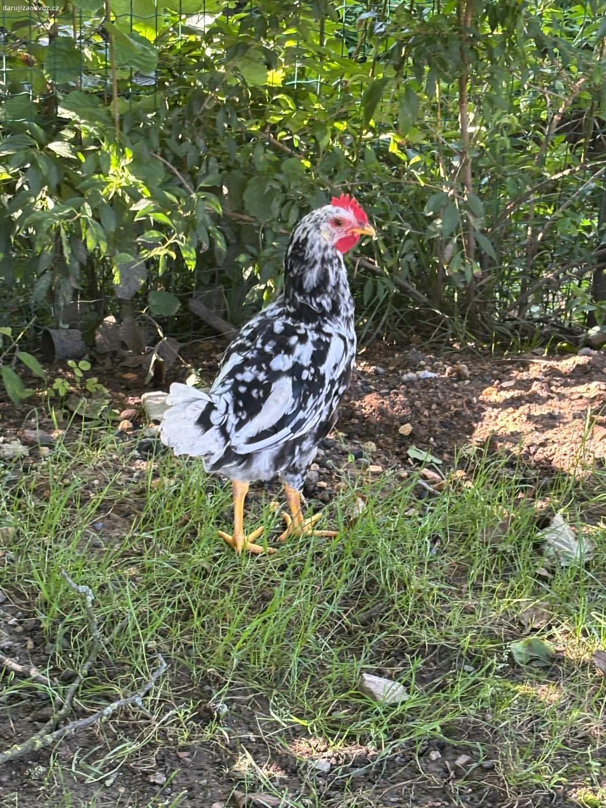 Daruji kohouta. Je hodny, vyrosl nam od kuratka. Neni na jidlo!