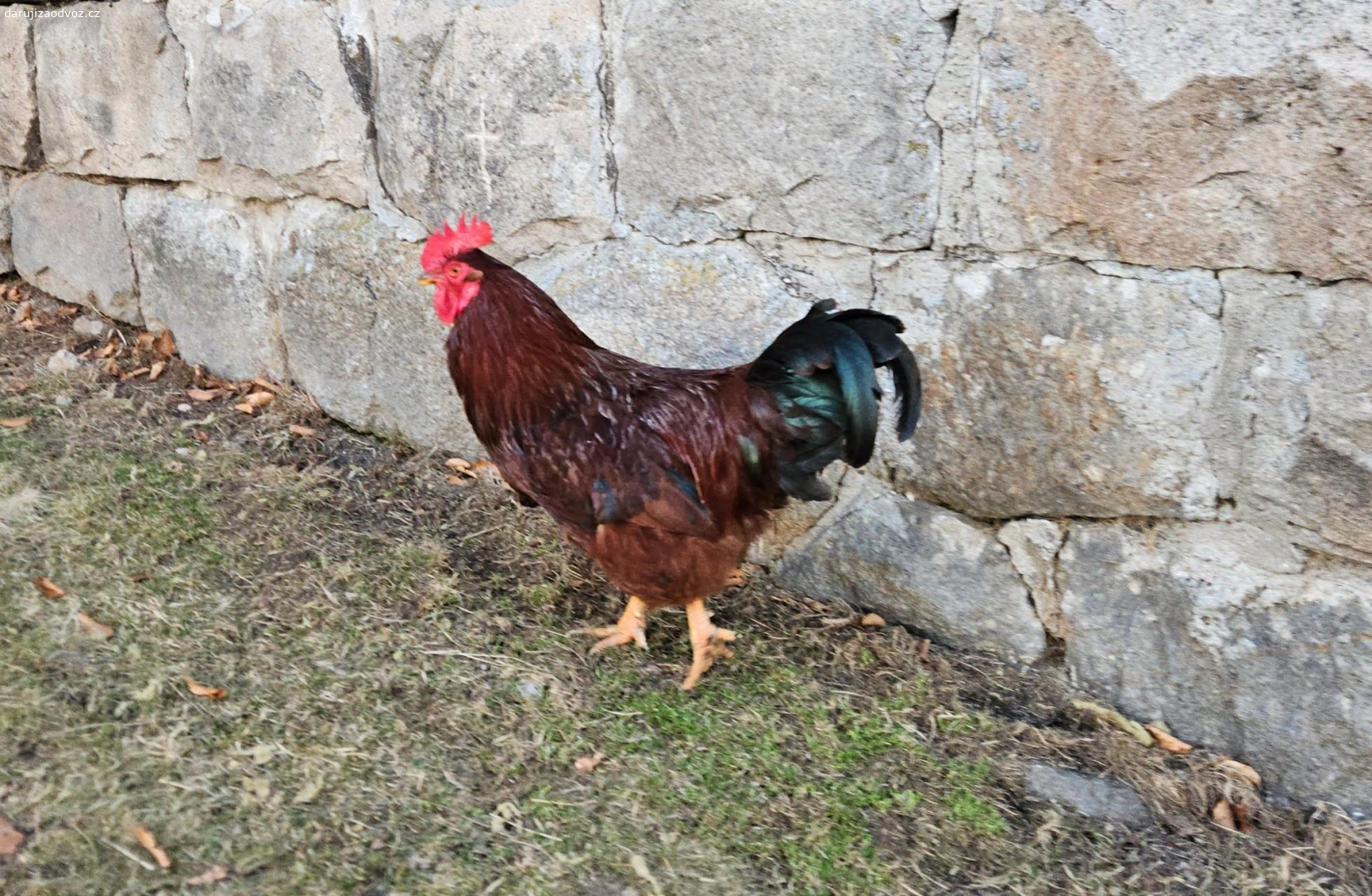 Daruji kohouta. Kohout, stáří 9 měsíců, neplodný. Odběr možný kdykoliv.