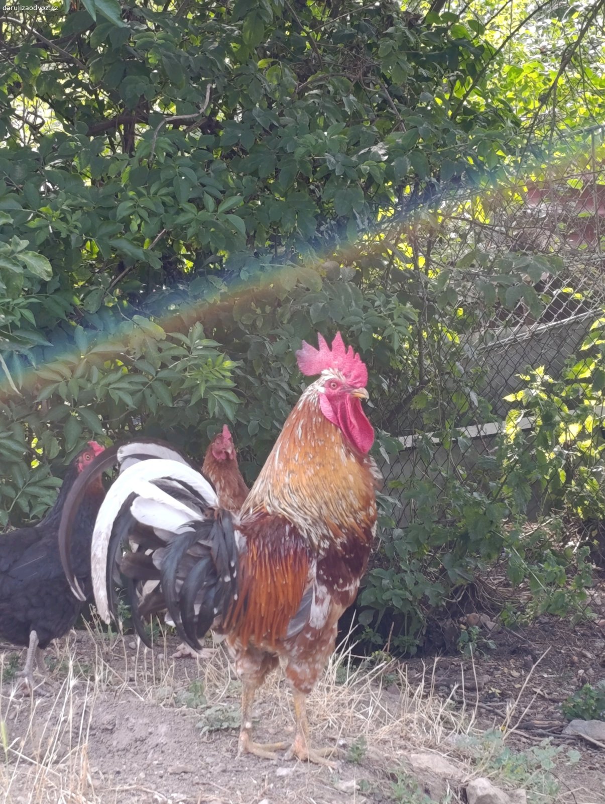 Daruji kohouta. Daruji rocniho kohouta rasy Legbar. Vhodny na chov i do hejna. Dobry hlidac i pruvodce. My uz kohouta nechceme, redukujeme chov.