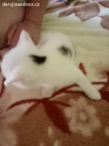 daruji koťata kluka a holku